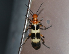 Pyrota palpalis