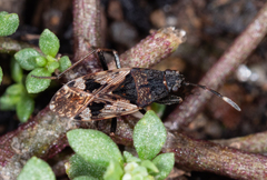 Euander lacertosus