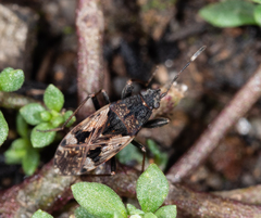 Euander lacertosus