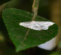 Morphomima fulvitacta