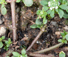 Euander lacertosus