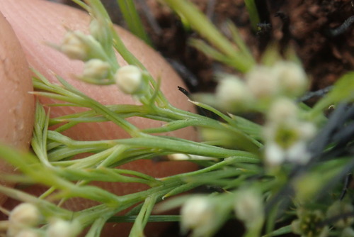 Image of Thesium costatum by no rights reserved