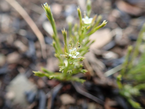 Image of Thesium costatum by no rights reserved