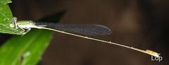 Aciagrion