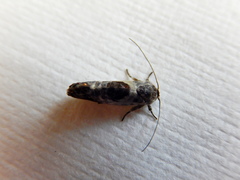 Eupselia carpocapsella