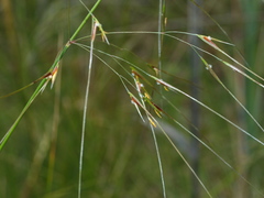 Austrostipa pubinodis