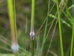 Austrostipa pubinodis