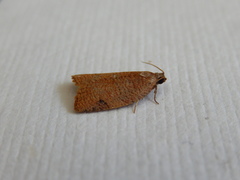 Meritastis ursina