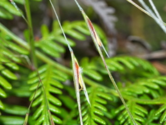 Austrostipa pubinodis