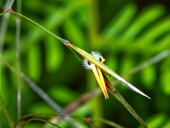 Austrostipa pubinodis