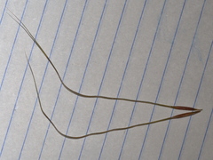 Austrostipa pubinodis