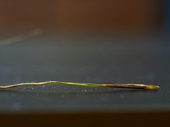 Austrostipa pubinodis