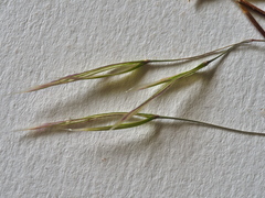 Austrostipa pubinodis