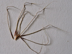 Austrostipa pubinodis