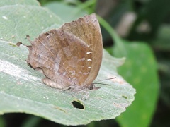 Mahathala ameria