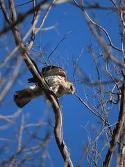 Buteo platypterus