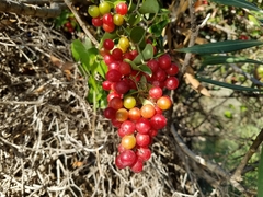 Smilax aspera