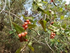 Smilax aspera