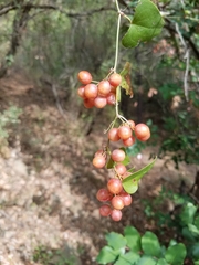 Smilax aspera