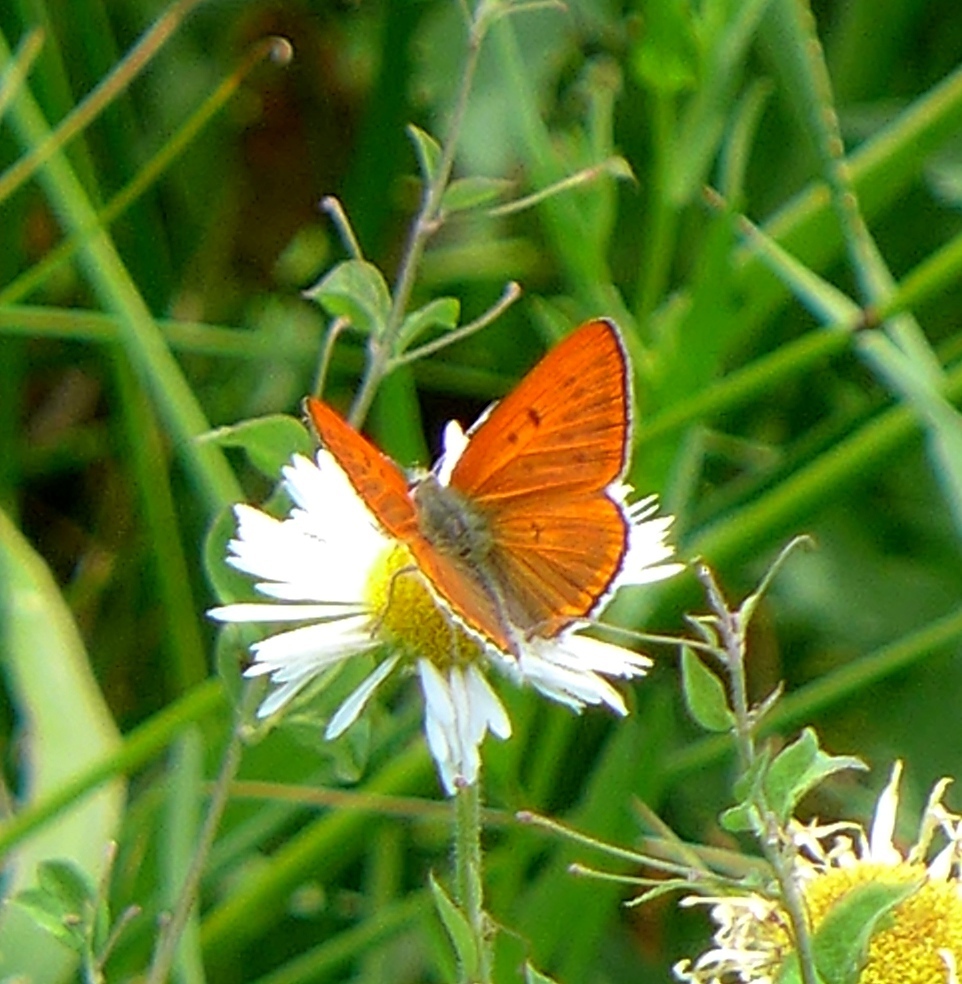 Ruddy Copper (Yosemite National Park Butterfly Guide 🦋) · iNaturalist