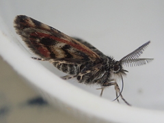 Arctesthes catapyrrha