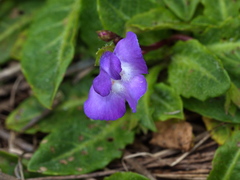 Mazus pumilio