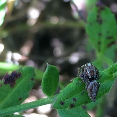 Paraphilaeus daemeli