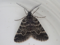 Arctesthes catapyrrha