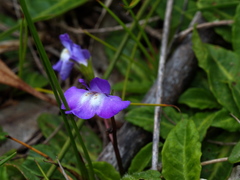Mazus pumilio