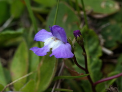 Mazus pumilio