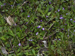 Mazus pumilio