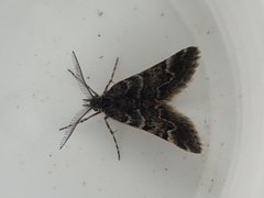 Arctesthes catapyrrha