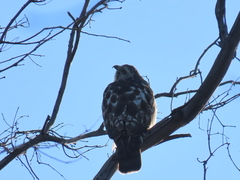Buteo platypterus