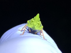 Rhynchomitra recurva