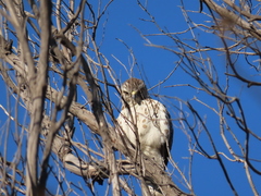 Buteo platypterus