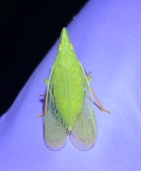 Rhynchomitra recurva