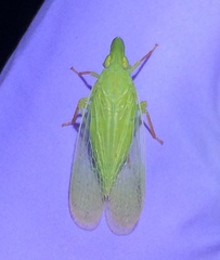 Rhynchomitra recurva