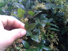 Searsia pyroides gracilis