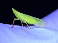 Rhynchomitra recurva