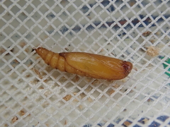 Anisoplaca ptyoptera