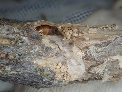 Anisoplaca ptyoptera