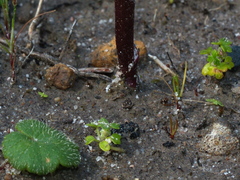 Hydrocotyle foveolata