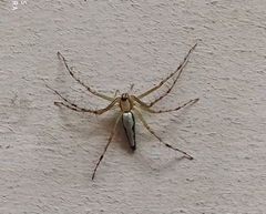 Oxyopes shweta