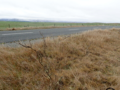 Carmichaelia crassicaulis