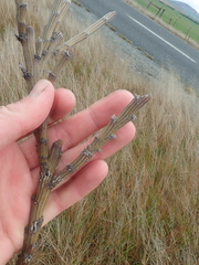 Carmichaelia crassicaulis