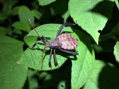 Acanthocephala femorata