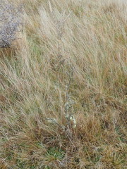 Carmichaelia crassicaulis