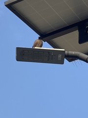 Acridotheres tristis