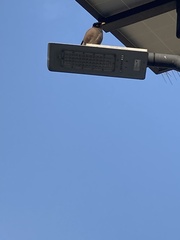 Acridotheres tristis