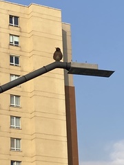 Acridotheres tristis